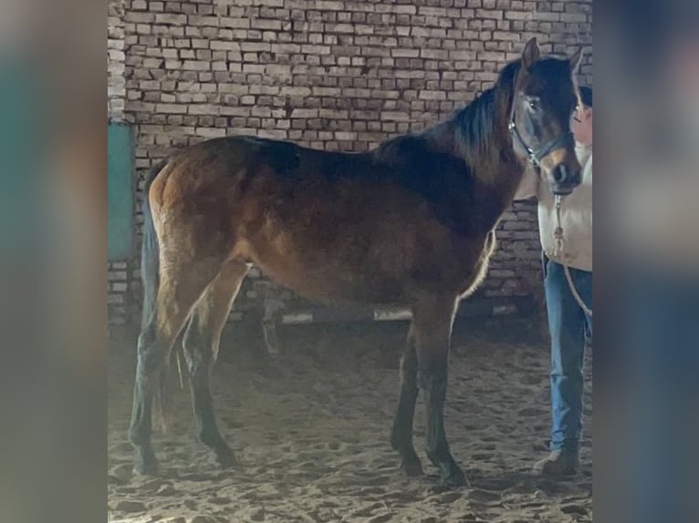 American Quarter Horse Mix Gelding 3 years 16 hh Bay-Dark in Kaltohmfeld