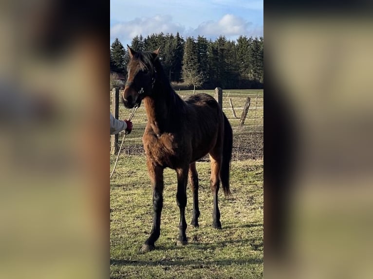 American Quarter Horse Mix Gelding 3 years 16 hh Bay-Dark in Kaltohmfeld