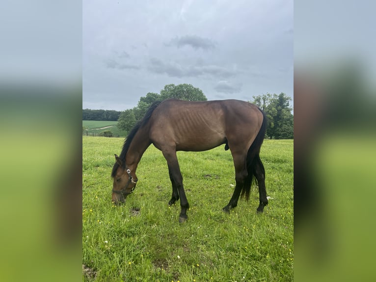 American Quarter Horse Mix Gelding 3 years 16 hh Bay-Dark in Kaltohmfeld