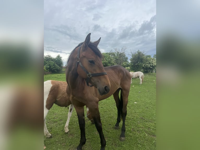 American Quarter Horse Mix Gelding 3 years 16 hh Bay-Dark in Kaltohmfeld