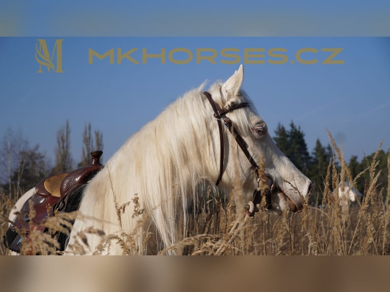 American Quarter Horse Gelding 3 years 16 hh Cremello in Čerňovice