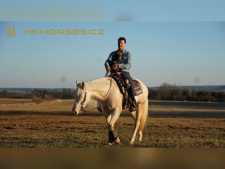 American Quarter Horse Gelding 3 years 16 hh Cremello in Čerňovice