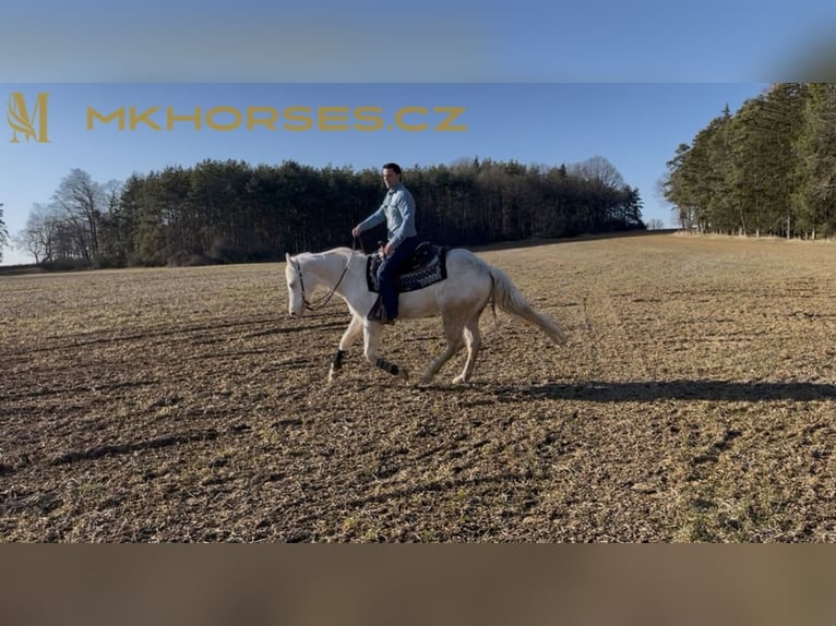 American Quarter Horse Gelding 3 years 16 hh Cremello in Čerňovice