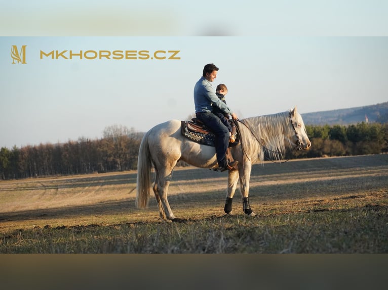 American Quarter Horse Gelding 3 years 16 hh Cremello in Čerňovice