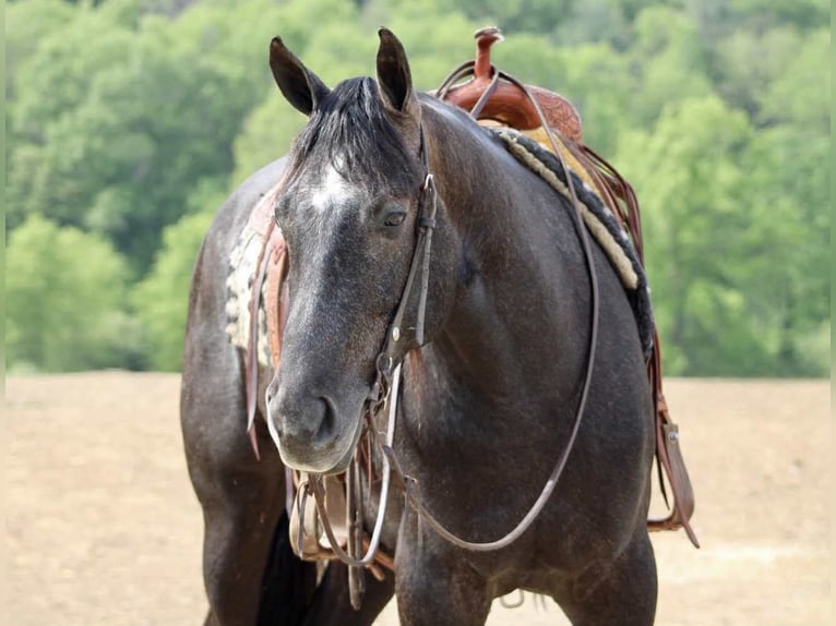 American Quarter Horse Gelding 3 years 16 hh Grey in Beaver Springs