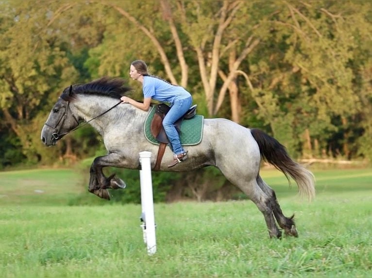 American Quarter Horse Mix Gelding 3 years 16 hh Roan-Blue in Auburn, KY