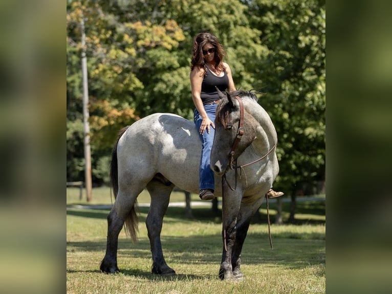 American Quarter Horse Mix Gelding 3 years 16 hh Roan-Blue in Auburn, KY