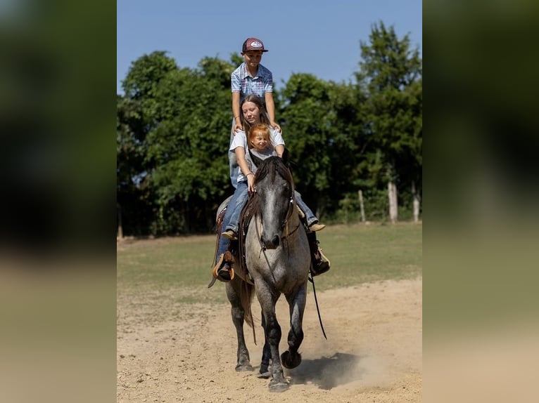 American Quarter Horse Mix Gelding 3 years 16 hh Roan-Blue in Auburn, KY