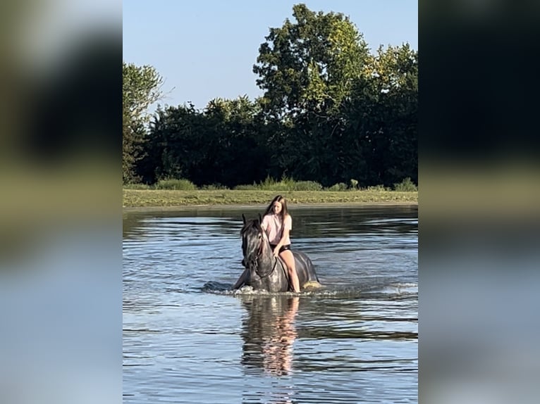 American Quarter Horse Mix Gelding 3 years 16 hh Roan-Blue in Auburn, KY