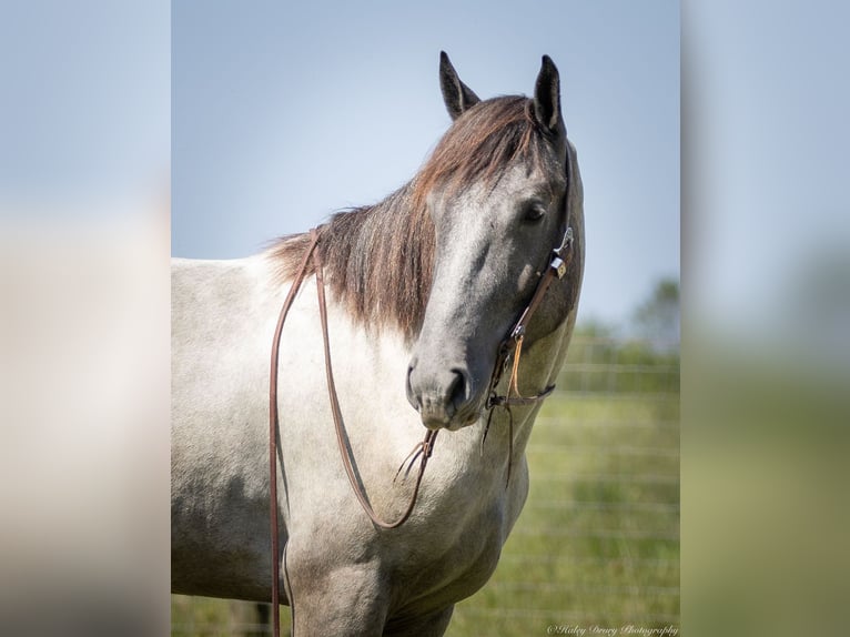 American Quarter Horse Mix Gelding 3 years 16 hh Roan-Blue in Auburn, KY