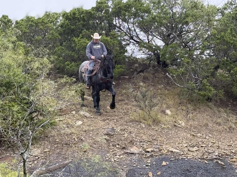 American Quarter Horse Gelding 3 years 16 hh Roan-Blue in JAcksboro TX