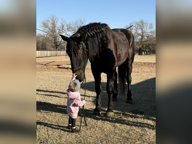 American Quarter Horse Gelding 3 years 17,1 hh Black in Jacksboro TX