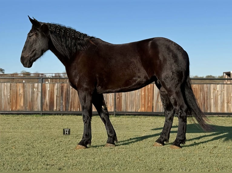 American Quarter Horse Gelding 3 years 17,1 hh Black in Jacksboro TX