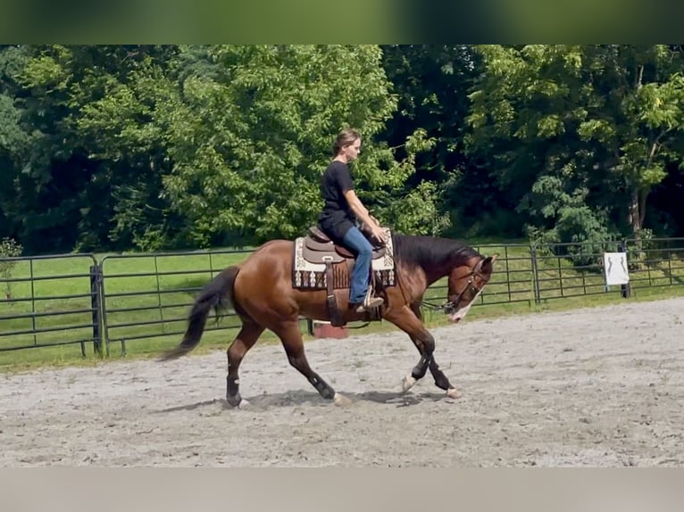 American Quarter Horse Mix Gelding 3 years Bay in New Holland