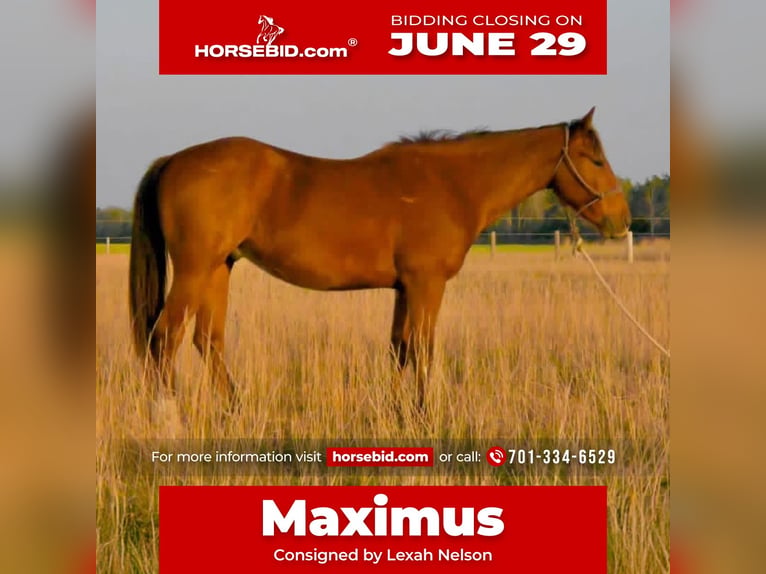 American Quarter Horse Gelding 3 years Bay in Burns