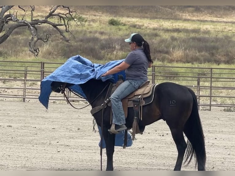 American Quarter Horse Gelding 3 years Black in Paicines CA