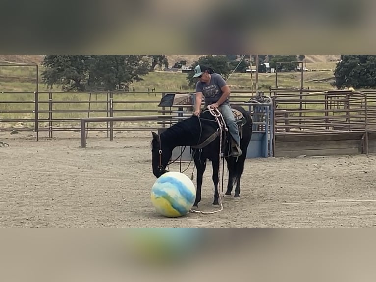 American Quarter Horse Gelding 3 years Black in Paicines CA