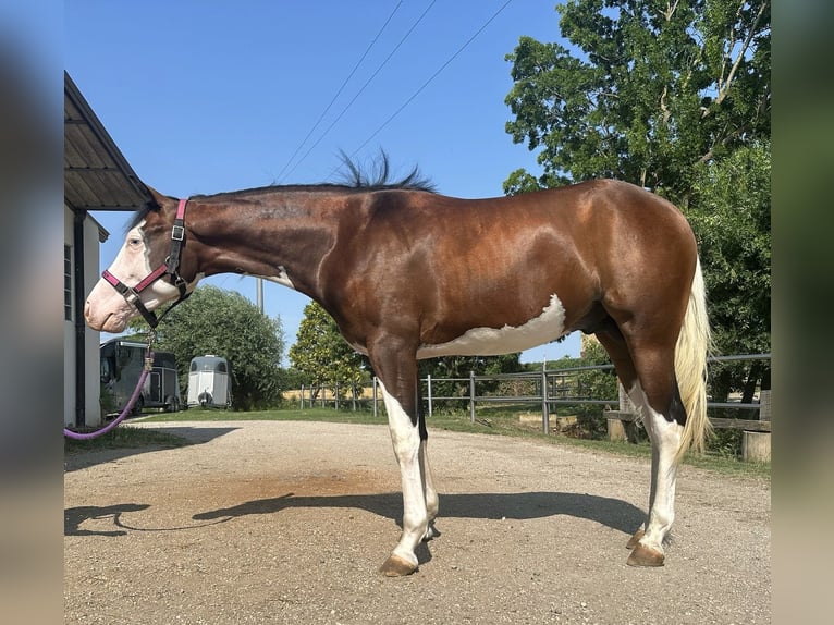 American Quarter Horse Gelding 3 years Brown in Geisenfeld