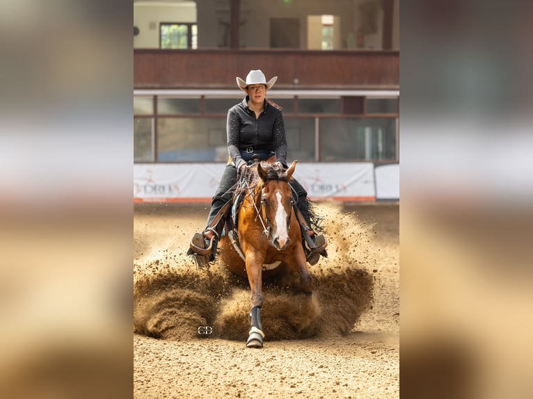 American Quarter Horse Gelding 3 years Brown in Geilenkirchen American Quarter Horse Gelding 3 years Brown in Geilenkirchen