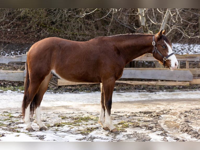 American Quarter Horse Gelding 3 years Brown in Ehingen
