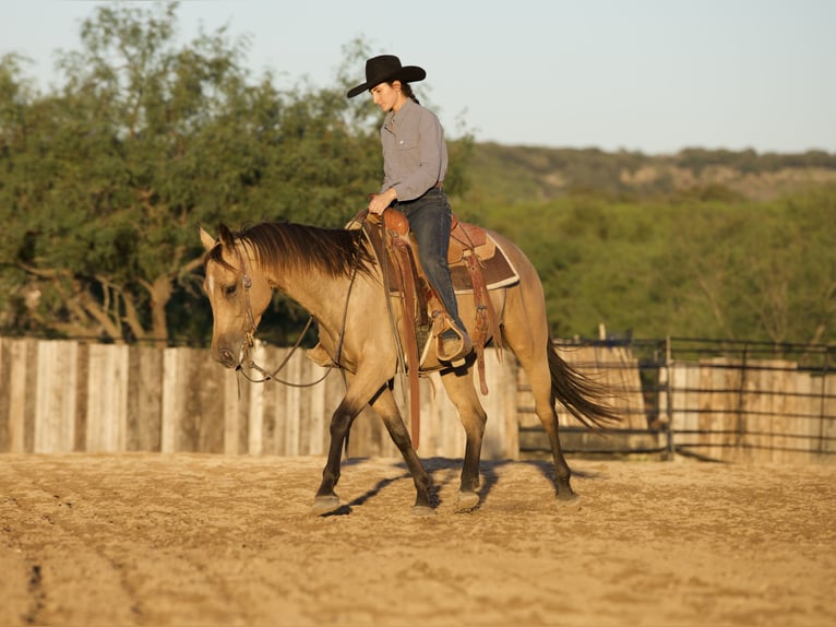 American Quarter Horse Gelding 3 years Buckskin in Killeen