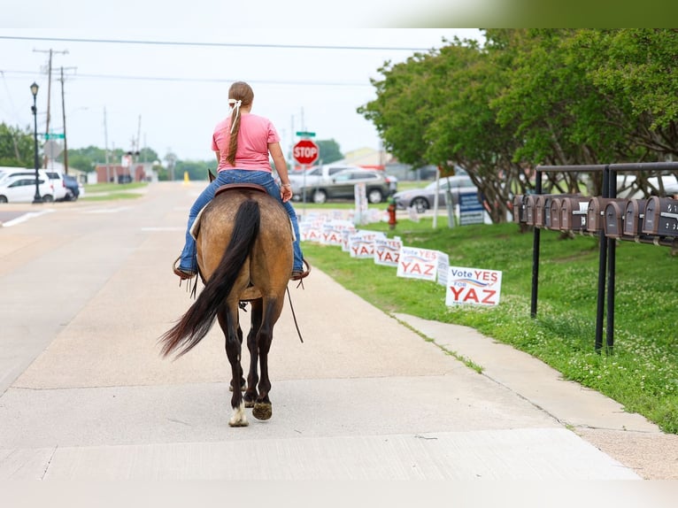 American Quarter Horse Gelding 3 years Buckskin in Talty, TX