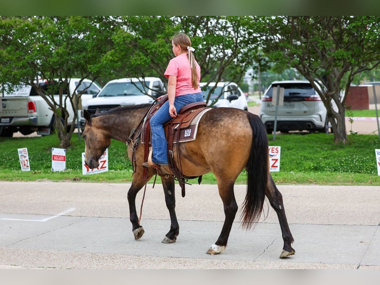 American Quarter Horse Gelding 3 years Buckskin in Talty, TX