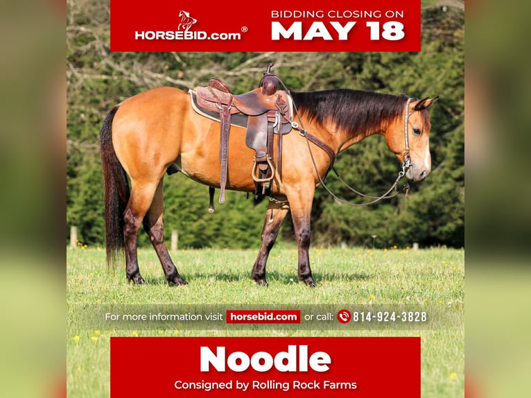 American Quarter Horse Gelding 3 years Buckskin in Clarion, PA