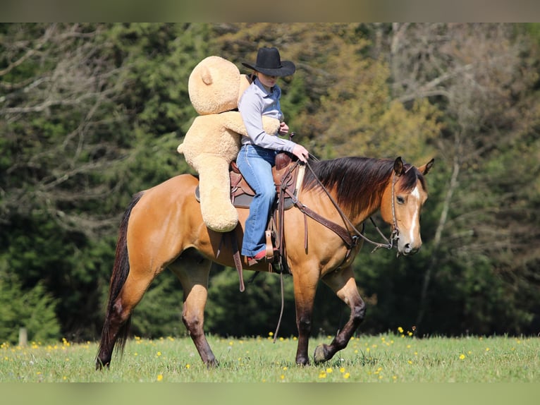 American Quarter Horse Gelding 3 years Buckskin in Clarion, PA