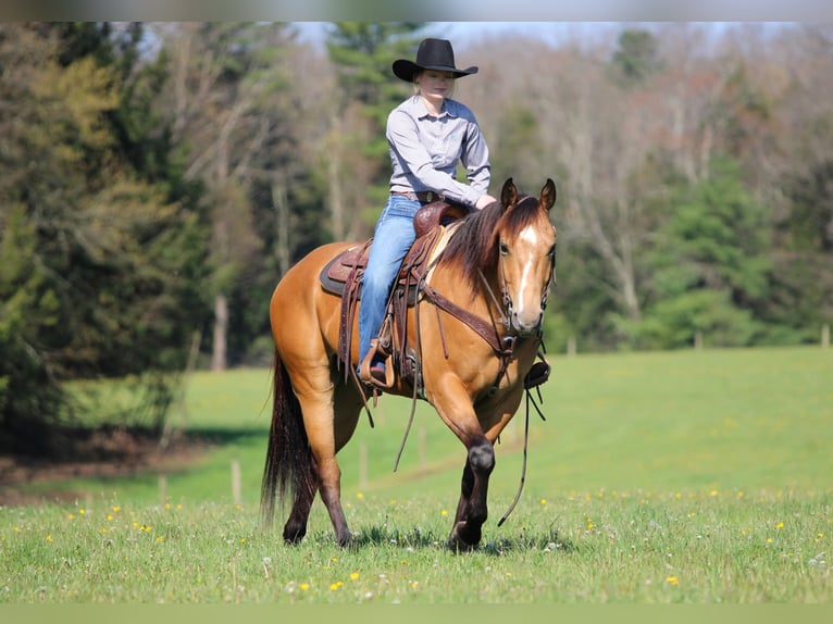 American Quarter Horse Gelding 3 years Buckskin in Clarion, PA