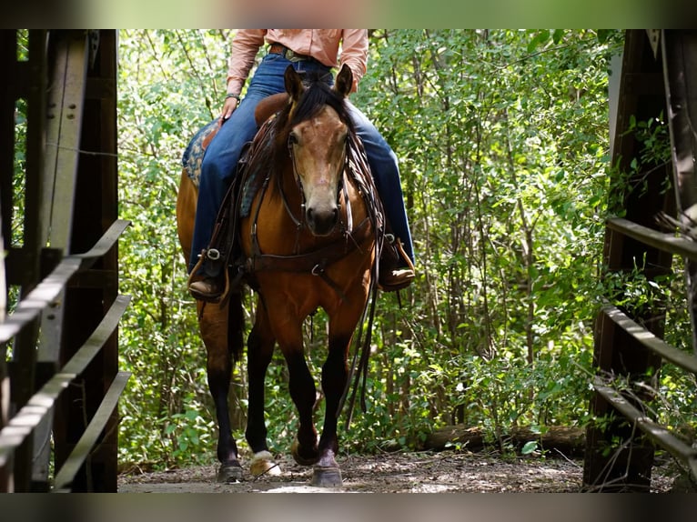 American Quarter Horse Gelding 3 years Buckskin in Corsica