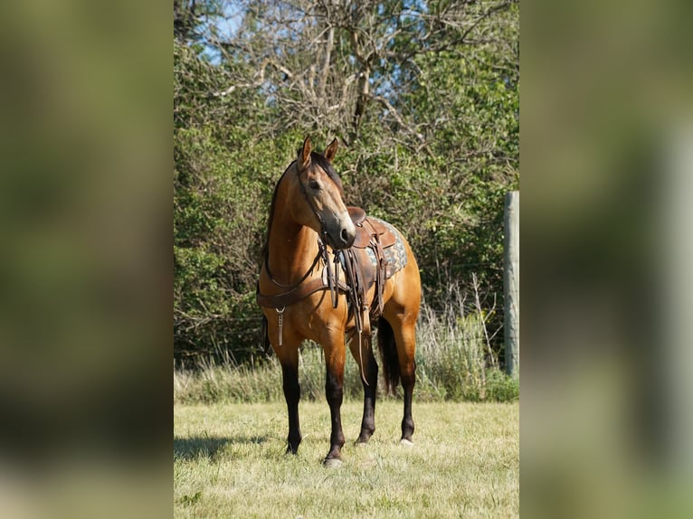 American Quarter Horse Gelding 3 years Buckskin in Corsica