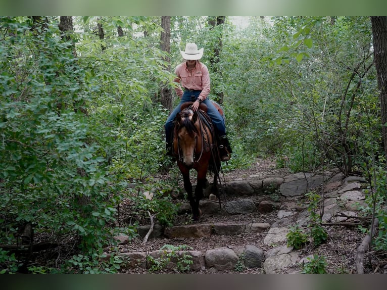 American Quarter Horse Gelding 3 years Buckskin in Corsica