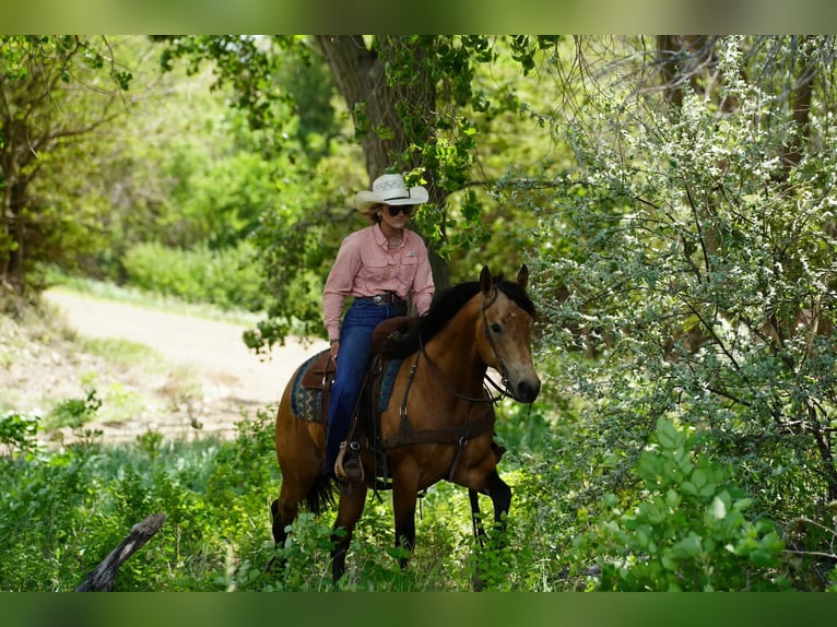 American Quarter Horse Gelding 3 years Buckskin in Corsica