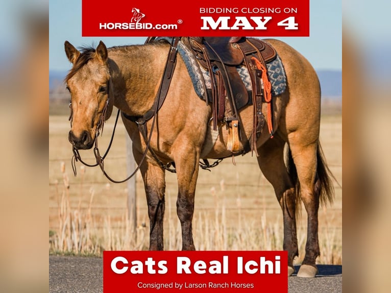 American Quarter Horse Gelding 3 years Buckskin in Saint Anthony, ID
