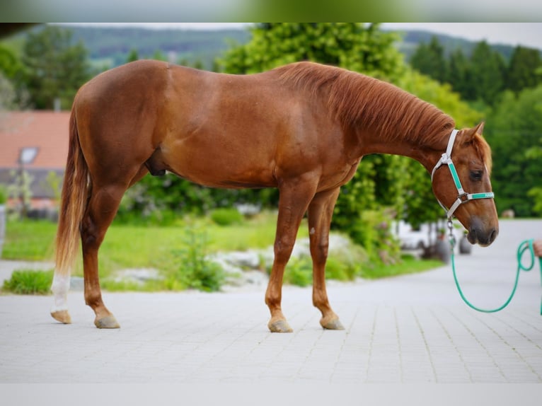 American Quarter Horse Gelding 3 years Chestnut-Red in Kirchberg am Wechsel
