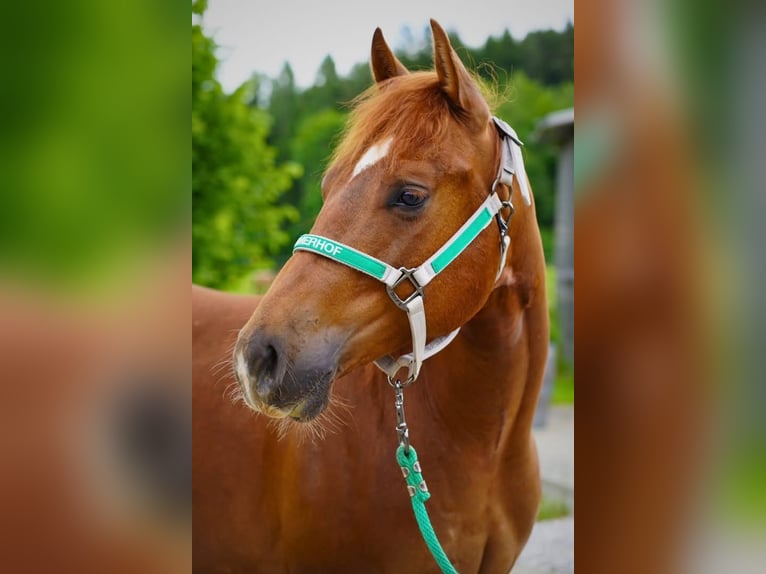 American Quarter Horse Gelding 3 years Chestnut-Red in Kirchberg am Wechsel