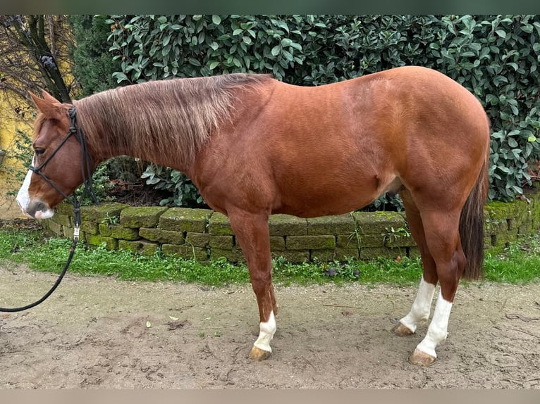 American Quarter Horse Gelding 3 years Chestnut-Red in Mooslargue