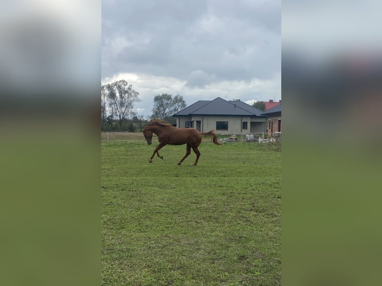 American Quarter Horse Gelding 3 years Chestnut-Red in Radomyśl Wielki