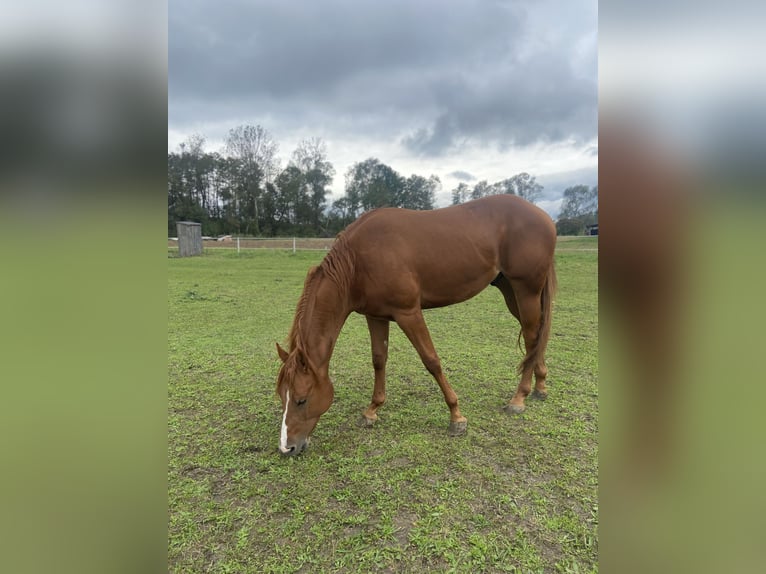 American Quarter Horse Gelding 3 years Chestnut-Red in Radomyśl Wielki