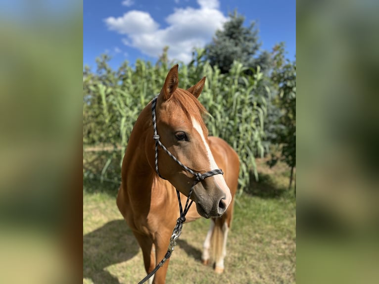 American Quarter Horse Gelding 3 years Chestnut in Piliscsév