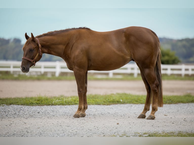 American Quarter Horse Gelding 3 years Chestnut in Vilsheim