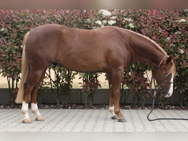 American Quarter Horse Gelding 3 years Chestnut in Herbolzheim