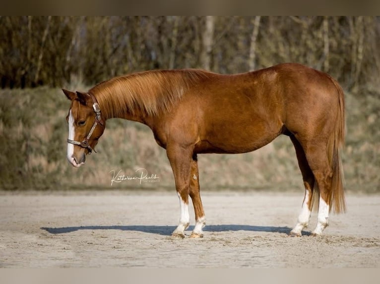 American Quarter Horse Gelding 3 years  in Schaufling