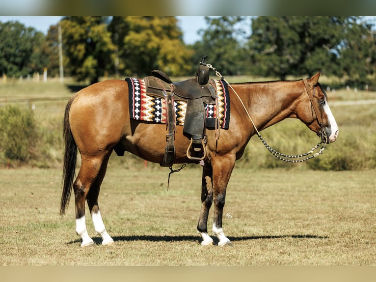 American Quarter Horse Gelding 3 years Dun in Quitman