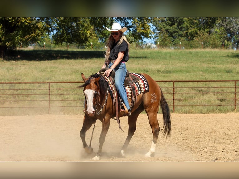 American Quarter Horse Gelding 3 years Dun in Quitman