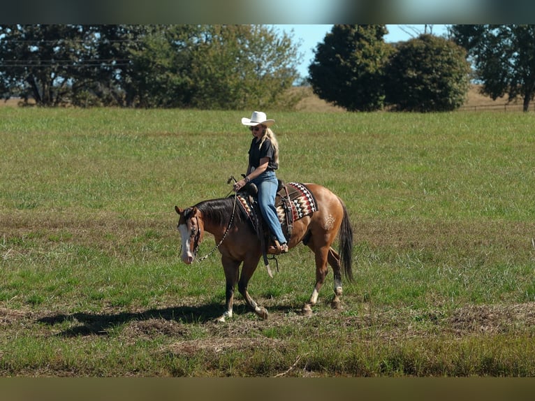 American Quarter Horse Gelding 3 years Dun in Quitman