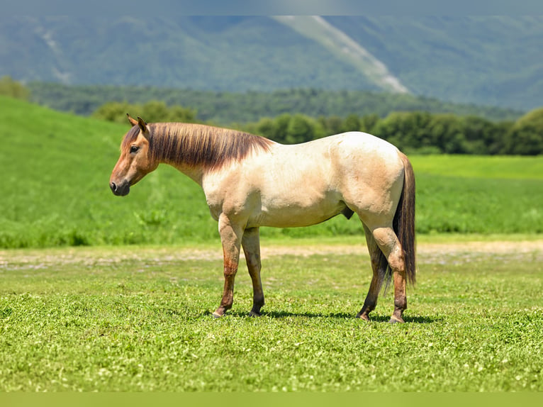 American Quarter Horse Gelding 3 years Dun in Mc Veytown