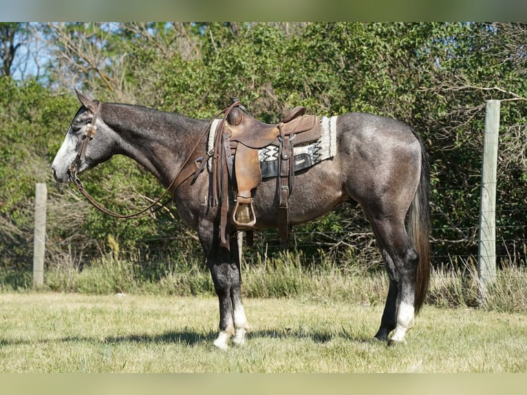 American Quarter Horse Gelding 3 years Grey in Brandon