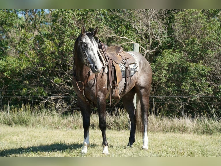 American Quarter Horse Gelding 3 years Grey in Brandon